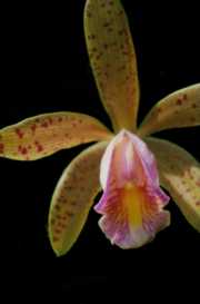 Pleione